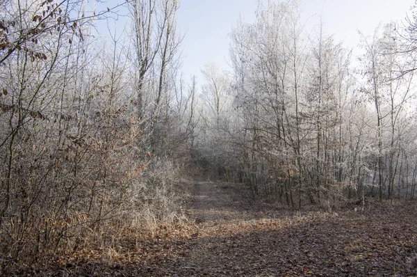 Nemosicka Stran Forêt Charme Endroit Naturel Magique Intéressant Dans Les — Photo