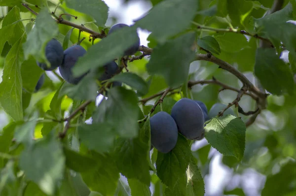 Prunus Domestica Δέντρο Κλαδιά Γεμάτη Από Φρέσκα Φρούτα Ωρίμανσης Μπλε — Φωτογραφία Αρχείου