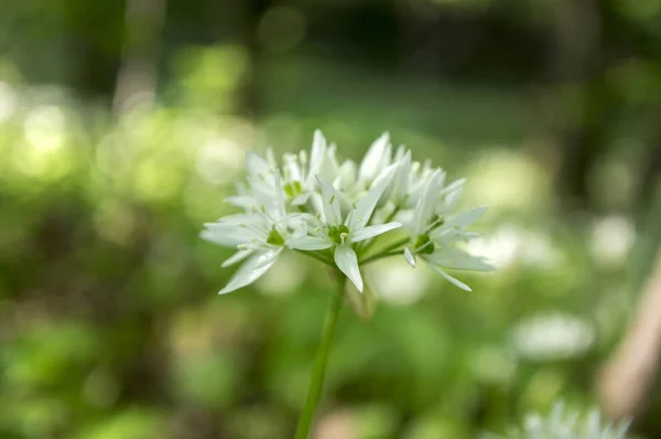 Ajo Oso Allium Ursinum Flor Luz Del Sol — Foto de Stock