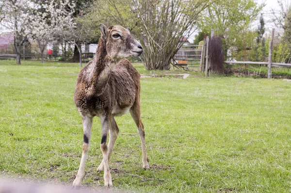 草の上にヨーロッパのムフロン動物 — ストック写真