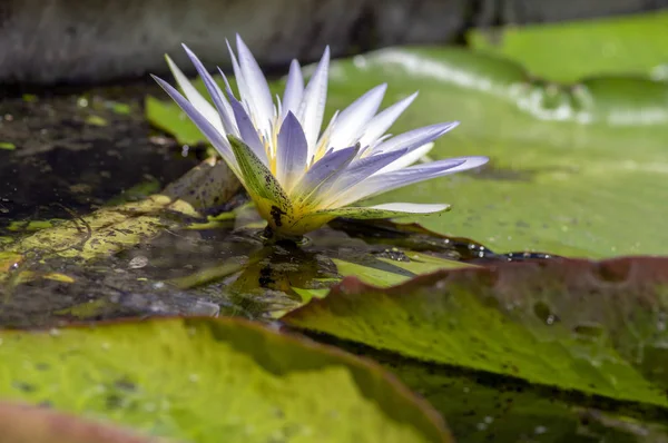 Vesuve Hardy Waterlily Bloom Beautiful Ornamental Red Flowering Water Flowers — стоковое фото