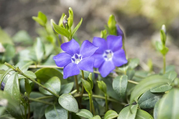 Vinca Mindre Lesser Periwinkle Dvärg Periwinkle Liten Snäcka Gemensamma Periwinkle — Stockfoto