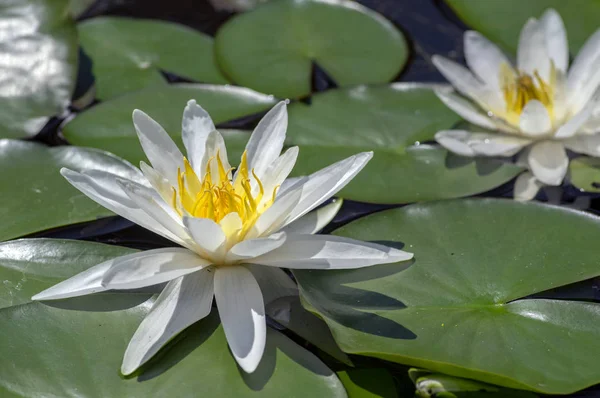 Nymphaea Planta Estanque Floreciente Hermoso Lirio Agua Blanca Brillante Flor —  Fotos de Stock