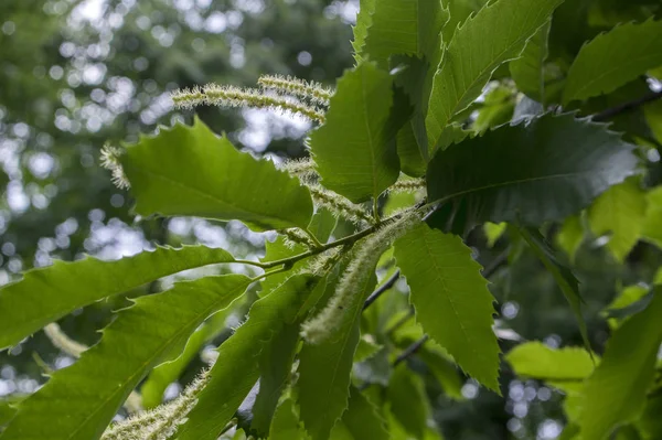 Castanea Sativa Flor — Foto de Stock