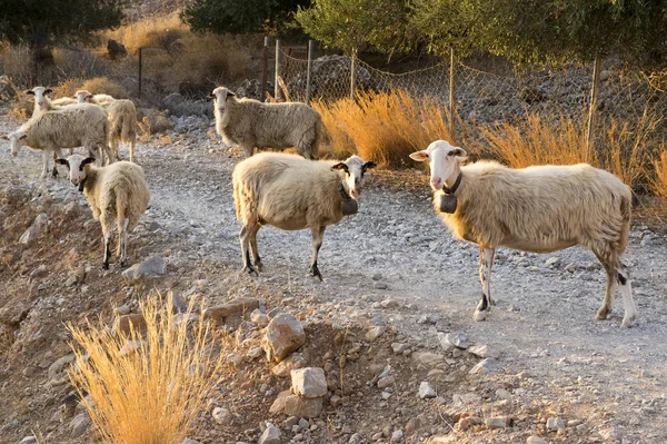 Herd Cretan Sheep Eye Contact Group White Beige Animals — Stock Photo, Image