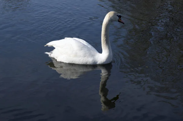 成年天鹅在水上 阳光明媚的一天在池塘上 动物在水中的反射 — 图库照片