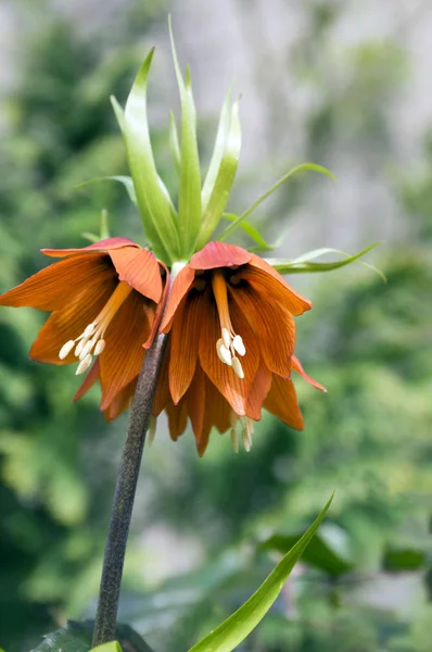 Corona Roja Kaiser Flor Fritillaria Imperialis Jardín Primavera — Foto de Stock