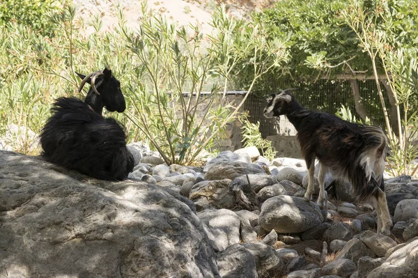 Zwei Schwarze Kretische Ziegen Mutter Und Kind Unterhalten Sich Schatten — Stockfoto