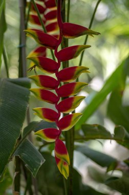 Heliconia rostrata garip güzel tropikal bitki çiçek çiçeklenme çiçekler, kırmızı ve sarı yeşil yaprakları