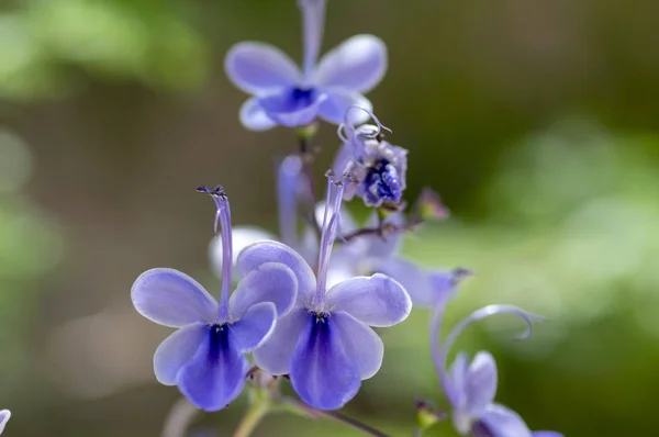 Rotheca Myricoides Niebieski Roślina Kwitnąca Grupa Kwiatów Gałęzi Krzewów Kwitną — Zdjęcie stockowe