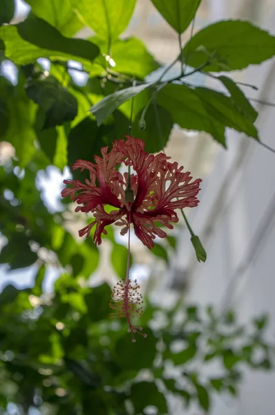 Hibiscus Schizopetalus Hermosas Flores Color Rosa Anaranjado Flor Planta Ornamental — Foto de Stock