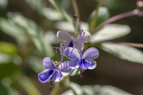 Rotheca Myricoides Blue Flowering Plant Group Flowers Shrub Branches Bloom — Stock Photo, Image