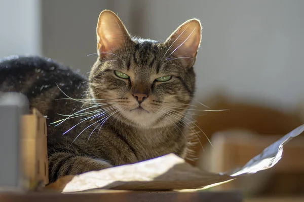 Cute Marble Cat Sunlight Paper Clever Face Eye Contact Comical — Stock Photo, Image