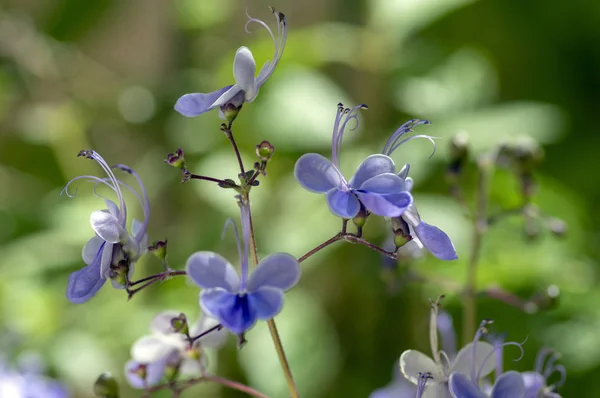 Rotheca Myricoides Blauw Bloeiende Plant Groep Van Bloemen Takken Van — Stockfoto