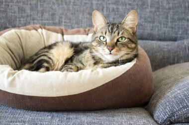 Mermer kedi rahatlatıcı gri kanepe, güzel kireç gözler, göz teması rahat kahverengi bej kedi yatakta