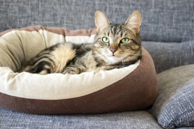 Marble cat relaxing in comfortable brown beige cat bed on gray sofa, beautiful lime eyes, eye contact clipart
