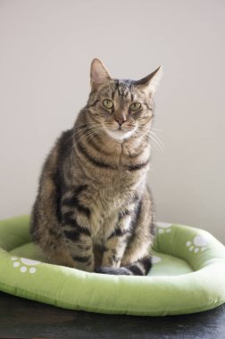 Mermer kedi beyaz pati izlerini, güzel kireç gözler, göz teması ile rahat yeşil kedi yatakta rahatlatıcı