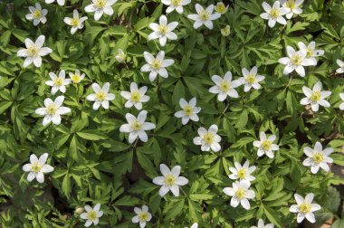 Anemon nemorosa bahar çiçek, ahşap Anemon çiçek çiçek arka plan