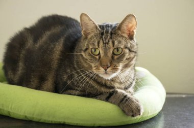 Mermer kedi beyaz pati izlerini, güzel kireç gözler, göz teması ile rahat yeşil kedi yatakta rahatlatıcı