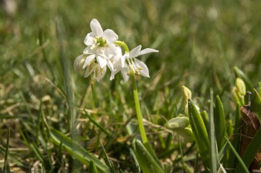 Scilla siberica, erken bahar beyaz çiçek çiçek Bahçe yatakta demet