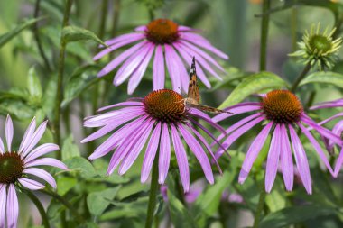 Vanessa cardui Echinacea purpurea bitki, çiçek güneş ışığı altında Doğu mor coneflower üzerinde oturan