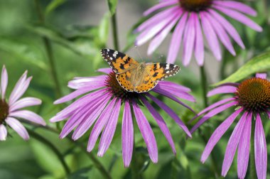 Vanessa cardui Echinacea purpurea bitki, çiçek güneş ışığı altında Doğu mor coneflower üzerinde oturan