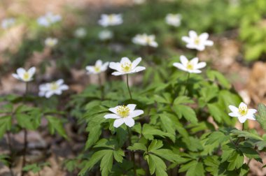 Grup anemone nemorosa bahar çiçek, çiçek ahşap Anemon