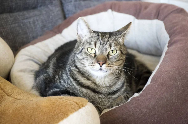 大理石猫白足の印刷物 美しい石灰目 眼との接触が付いている快適な茶色の猫ベッドでリラックス — ストック写真