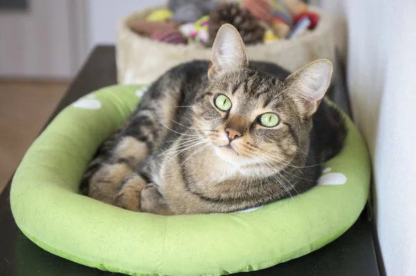 Marble cat relaxing in comfortable green cat bed with white paw prints, beautiful lime eyes, eye contact