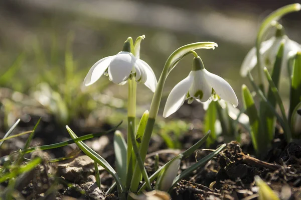 Två Galanthus Nivalis Gemensamma Snowdrop Blom Tidigt Våren Uppsvällda Blommor — Stockfoto