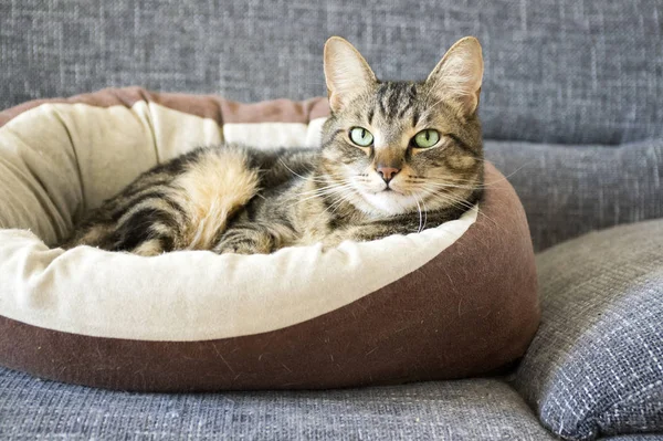 대리석 고양이 편안한 베이지색 고양이 침대에서 편안한 — 스톡 사진
