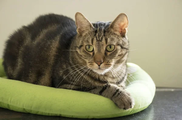 Marble cat relaxing in comfortable green cat bed with white paw prints, beautiful lime eyes, eye contact