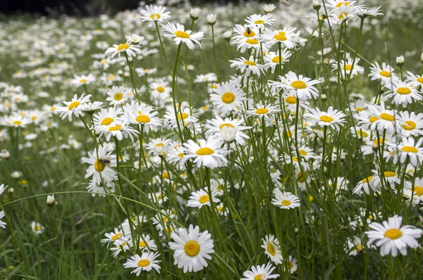 Leucanthemum Pajiști Vulgare Flori Sălbatice Petale Albe Centru Galben Floare — Fotografie, imagine de stoc