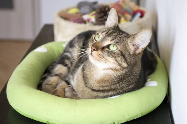 Marble cat relaxing in comfortable green cat bed with white paw prints, beautiful lime eyes, eye contact