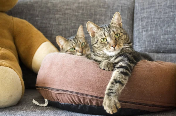 Marmeren Katten Ontspannen Comfortabele Bruine Kat Bed Grijze Sofa Prachtige — Stockfoto