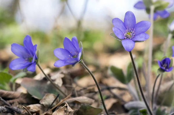 Hepatica Nochs Bloom Группа Сине Фиолетово Пурпурных Мелких Цветков Ранние — стоковое фото