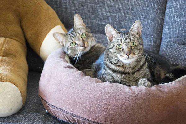 Marble cats relaxing in comfortable brown cat bed on gray sofa, beautiful lime eyes, eye contact