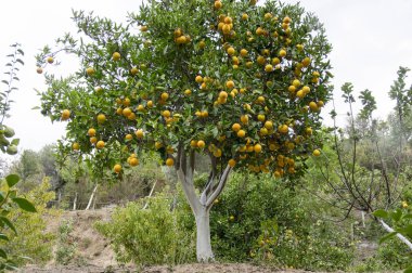 Turuncu meyve bahçesi, portakal ağaçları, beyaz asılı ağaç gövdeleri, Crete, Yunanistan