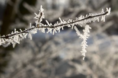 Dalları ve yaprakları üzerine Romantik beyaz soğuk krema
