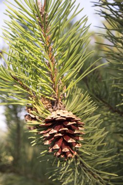 çam kozalakları dallar ile ormandaki ağaç iğne falan batmazdı