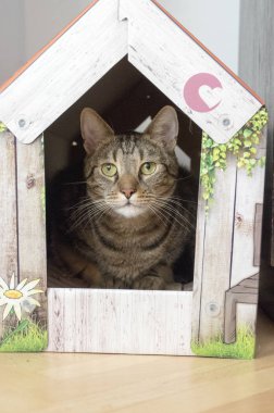 Yüzünde renk romantik karton evinde, kireç gözleri gizli, göz teması, Akıllı kıç ve ciddi ifade ile erkek mermer kedi