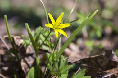 Gagea pratensis kır çiçeği, sarı Star Bethlehem bloom bahar