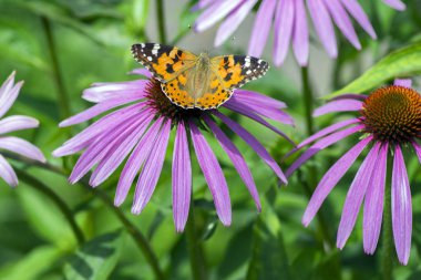 Vanessa cardui Echinacea purpurea bitki, çiçek güneş ışığı altında Doğu mor coneflower üzerinde oturan