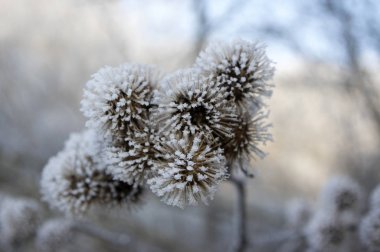 Arctium fındık tohum baş beyaz in rime'ı ile soğuk kış hava kapalı