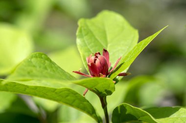Calycanthus floridus koyu kırmızı çiçekli çalı, yeşil bitki çiçek güzel çiçekli yeşil dallarda bırakır.