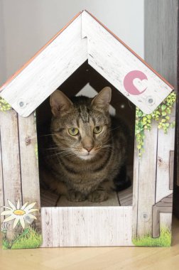 Yüzünde renk romantik karton evinde, kireç gözleri gizli, göz teması, Akıllı kıç ve ciddi ifade ile erkek mermer kedi