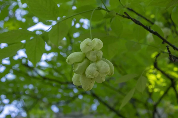 Staphylea Emodi Διακοσμητικό Δέντρο Πράσινα Φρούτα Που Κρέμεται Από Κλαδιά — Φωτογραφία Αρχείου