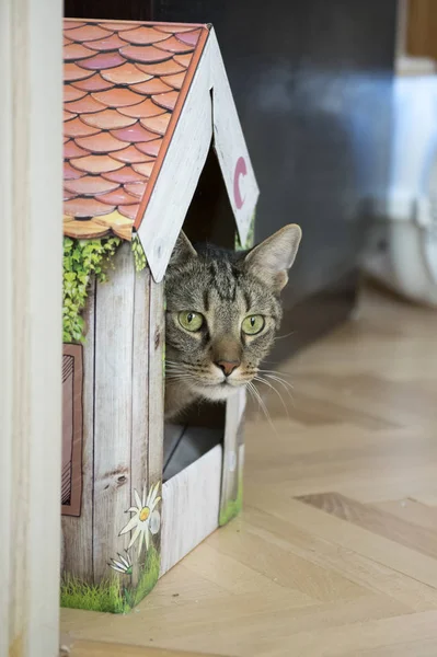 Male marble cat with clever stern and serious expression on his face, eye contact, hidden in his color romantic cardboard house, lime eyes