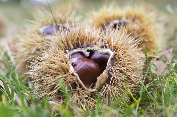 Castanea sativa, sweet chestnuts hidden in spiny cupules, tasty brownish nuts marron fruits, branches with leaves