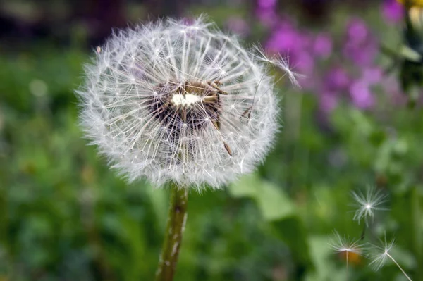 Gros Plan Sur Pissenlit Fané Taraxacum Officinale Graines Volantes — Photo